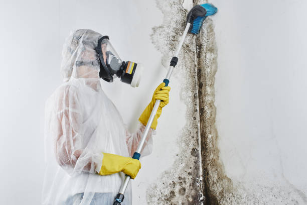 Why You Should Choose Our Mold Remediation Services in Mammoth, AZ